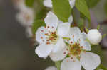 Sandhill hawthorn